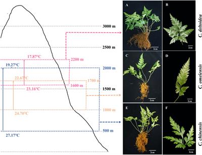 Comprehensive analysis of the complete mitochondrial genomes of three Coptis species (C. chinensis, C. deltoidea and C. omeiensis): the important medicinal plants in China